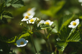 Smultronblommor