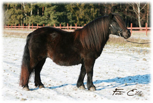 almnas_kitty_koping09.jpg