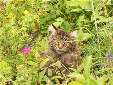 junikatt