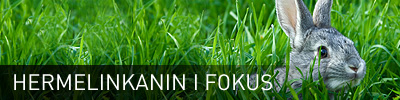 Hermelinkanin iFokus