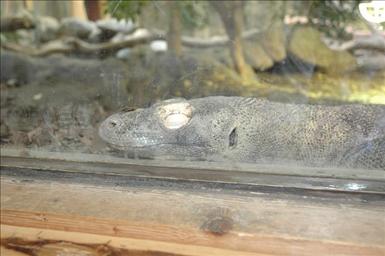 Komodovaran Parken Zoo