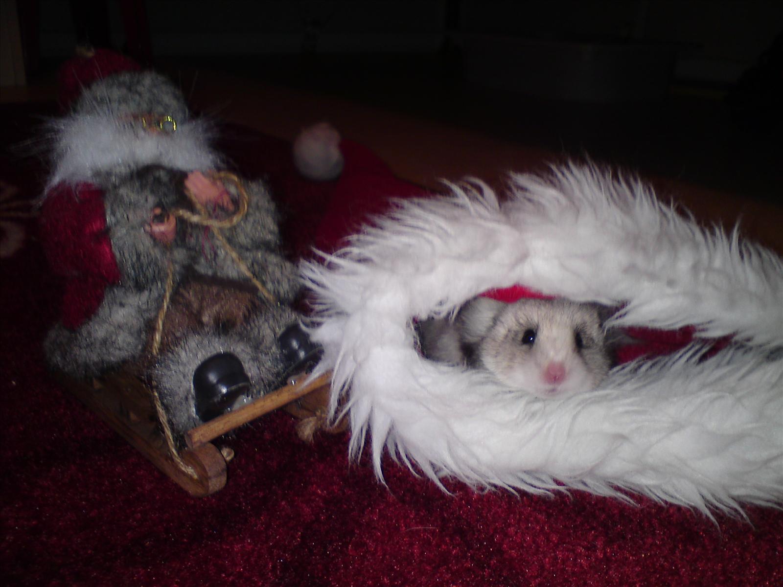 Jul Hamster Tävling 2010