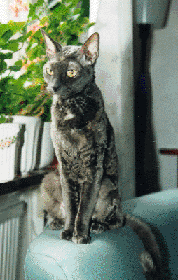 wilma6ifok.gif