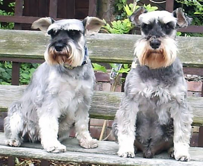 Dvärgschnauzer, peppar & salt