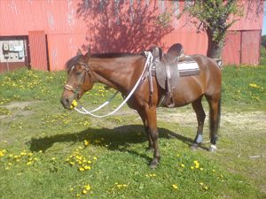 velepa1986.jpg