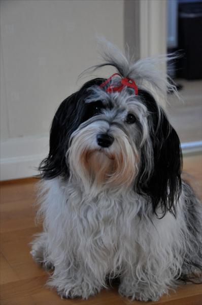 Månadens bichon januari 2011