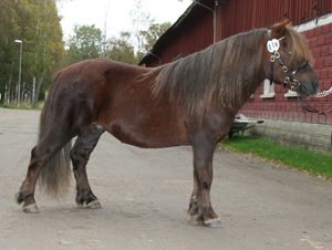 oskar_gm09.jpg