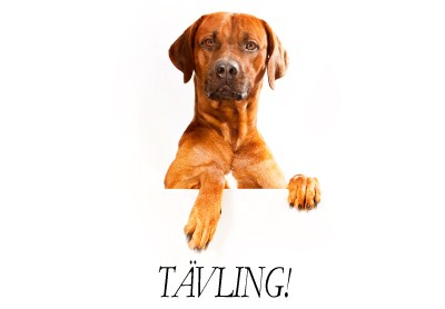 tävling1.jpg