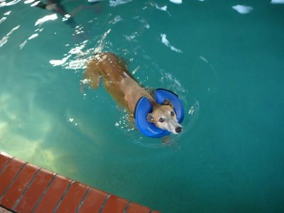 whippetsimmar.jpg