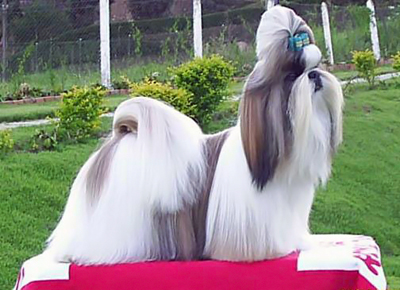 Shih tzu.jpg