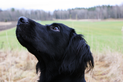 Flatcoated retriever 