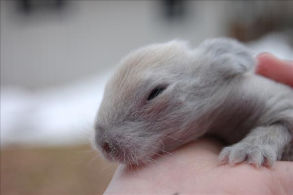 unge 9 dagar, som precis öppnat ögonen(isabellafärgad)
