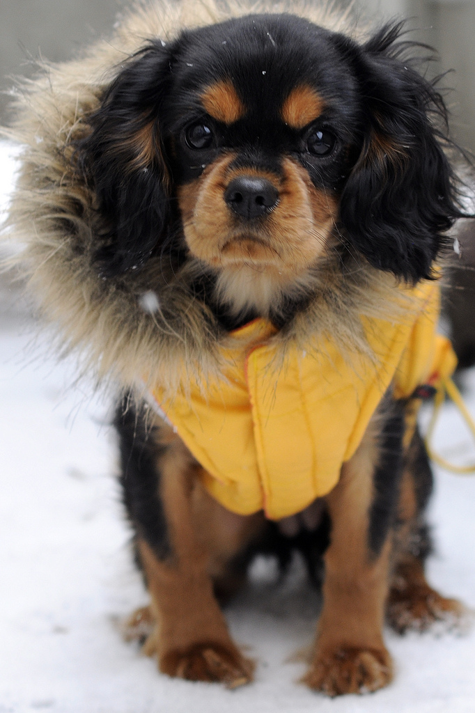 Månadens Hund - December