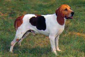 Chien d'artois
