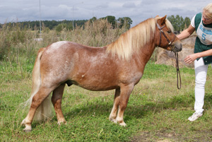 Emmeros Dumle HP Köping09.jpg