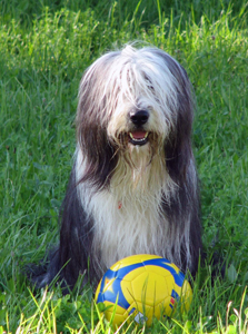 Bearded collie