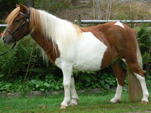 kaprifolens_enya_vartofta09.jpg