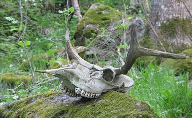 En-liten-älg-.jpg