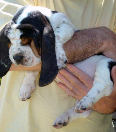 Basset hound