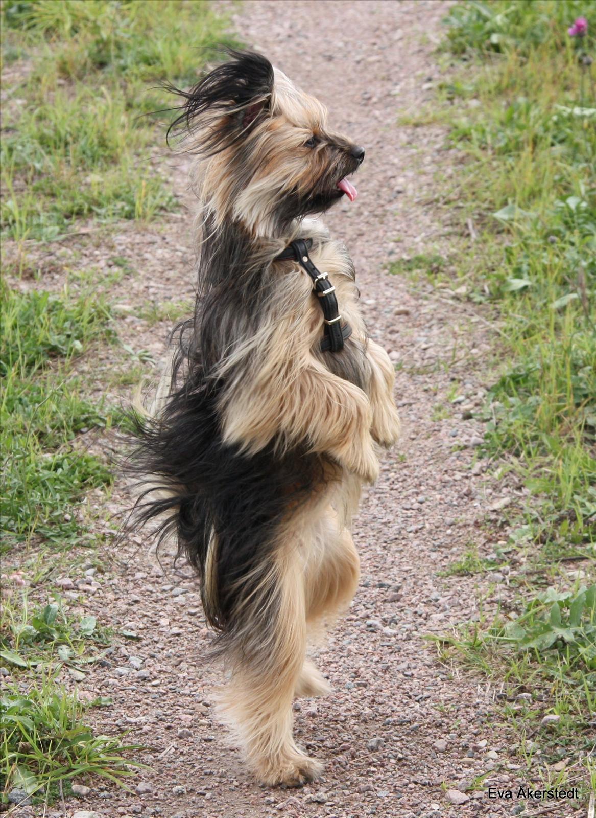 Månadens Hund - Oktober