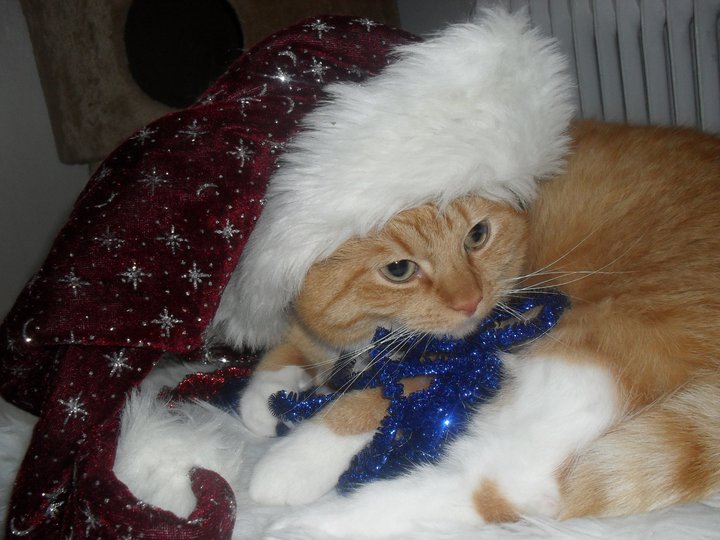Fototävling; Lussekatt 2010