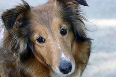 Shetland sheepdog