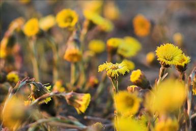 tussilago