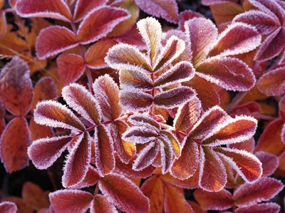 winter-leaves_56114416.jpg