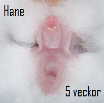 hane 5v.jpg