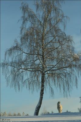 LokeIMG_0960.jpg