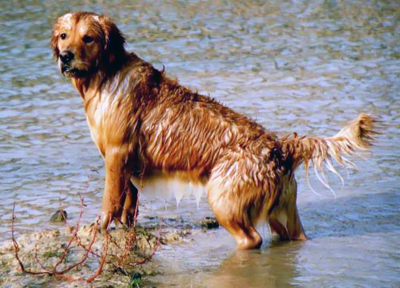 Golden retriever