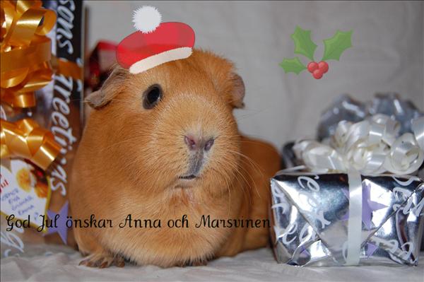 Stormviskaren önskar God Jul!