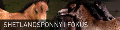 shetlandsponny.jpg