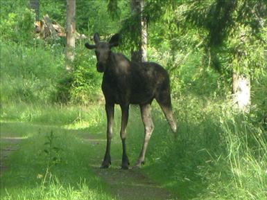 Älg.jpg
