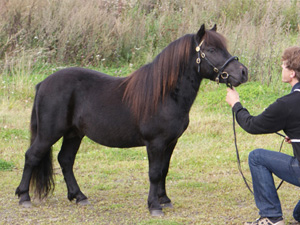 Rosenhagas Rubens HP Köping 09.jpg