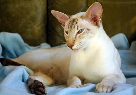 Kitty 7..jpg