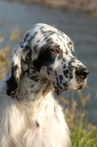 Engelsk setter