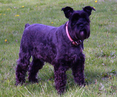 Dvärgschnauzer, svart