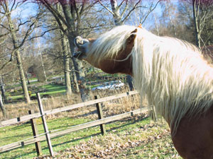 bild1.jpg