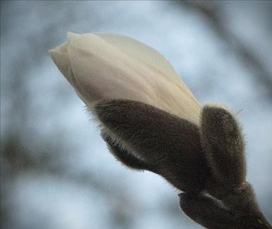 magnolia.jpg