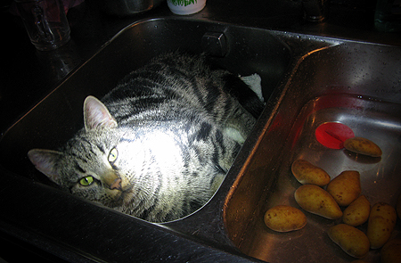 Katten och mandelpotatisen copy.jpg