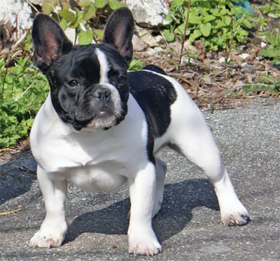 Fransk bulldogg.jpg