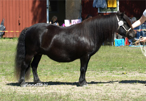 posy_v_geldersoord_malmk09.jpg