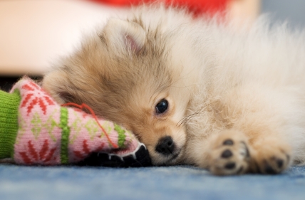Pomeranian