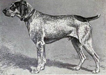 Braque francais