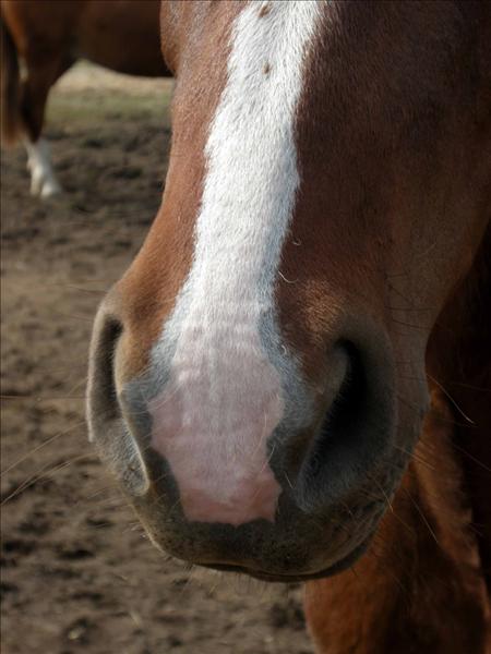 mule.jpg