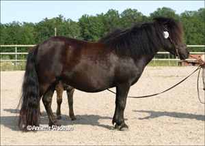 09rock_ekskogens_epona.jpg