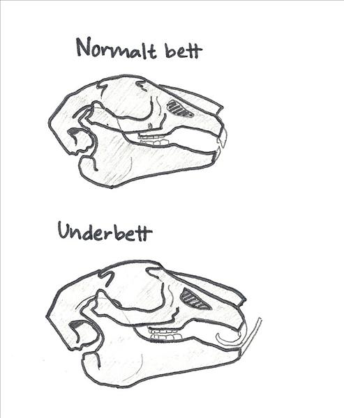 Underbett.jpg