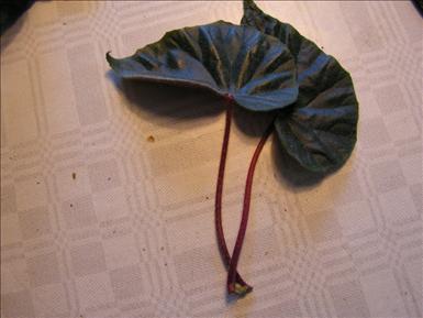 Även blad kan användas för att få nya plantor. Man bör då dra av bladet så även nederdelen av bladet blir med. Normalt tar det lite längre att få rötter på blad än på sticklingar.