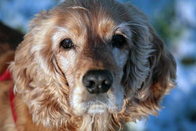 Cocker spaniel